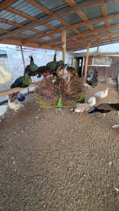 Pauni mai multe varietăți de culoare  !