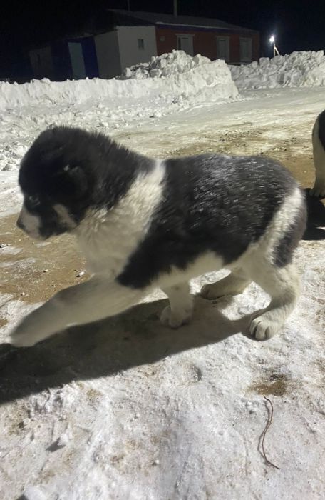 Срочно продам щенки алабая