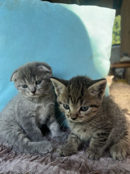 продам котят шотландских вислоухих