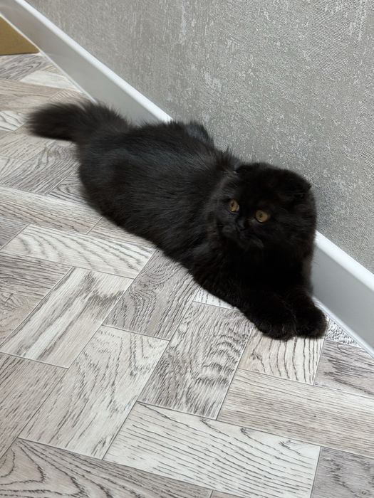 Продам котёнка нежную девочку шотландская вислоухая длинношерстная