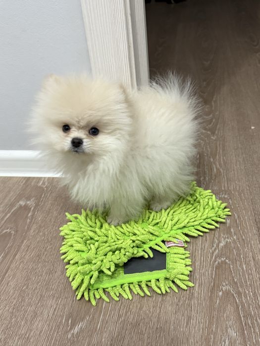 Очаровательные щенки немецкого  шпица