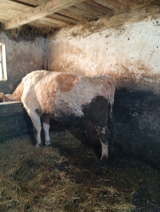 Vacii și vitei intercati