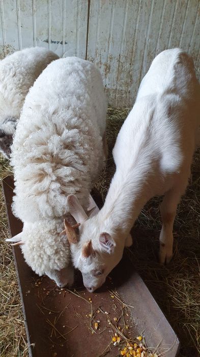 Iada/ ieduță Saanen