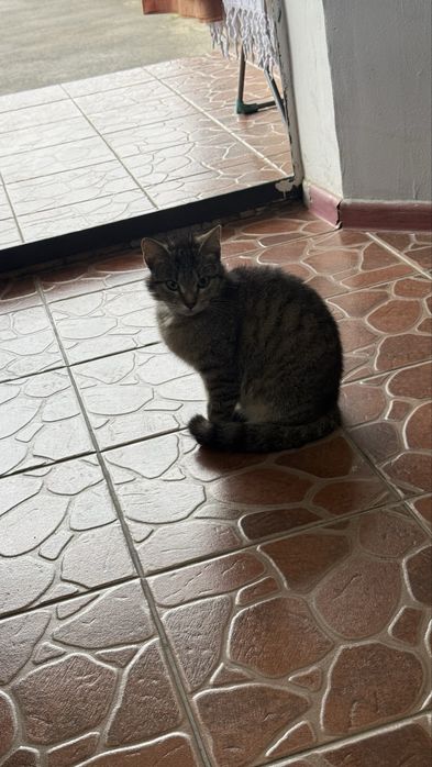 Котенок, бесплатно