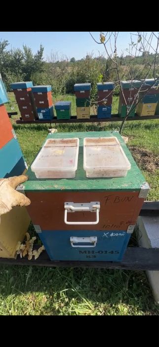 Vând familii de albine pregatite pentru cules, 6-7 rame de puiet !