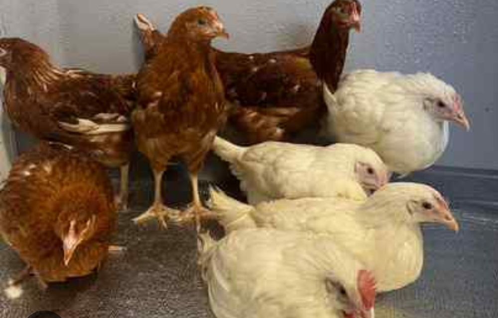 Принимаю заказы на кур несушек молодок