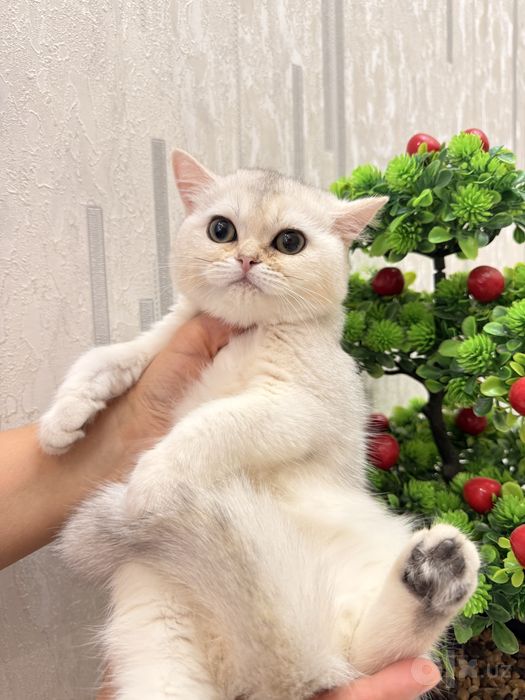 На продаже британка
