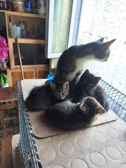 Котята в добрые руки