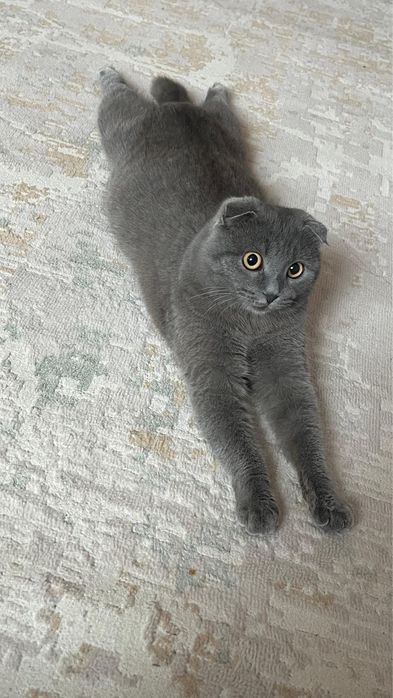 Кошка мысык еркек