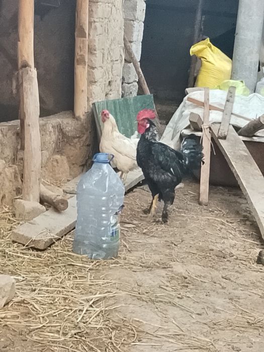 Joja xorozlar sotiladi