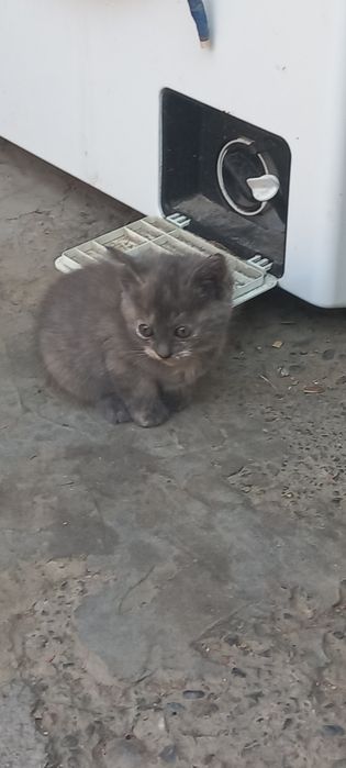 Котята очень красивые