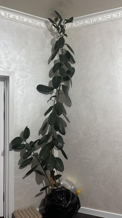 Продам фикусы Бенджамина