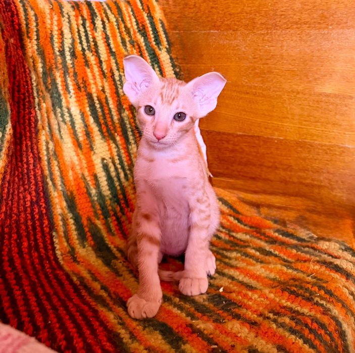 Ориентальные котчта