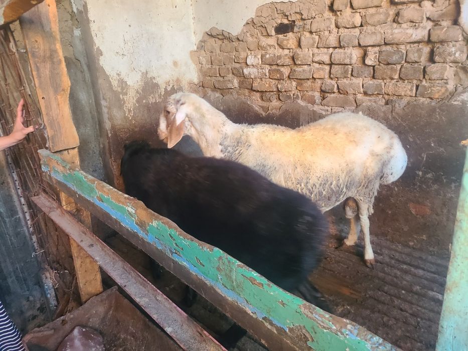 Домашние барашки