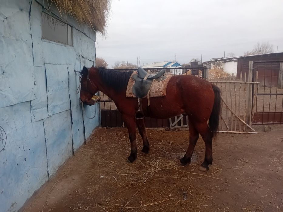 Продам коня, скакун