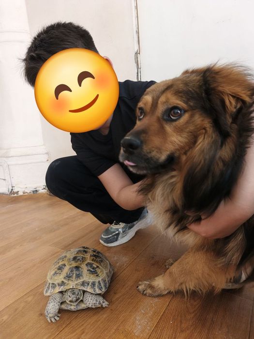 Пёсик срочно ищет дом