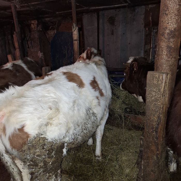 Продам коров бычков