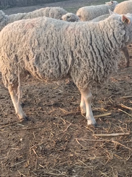 Berbeci  texel de vânzare