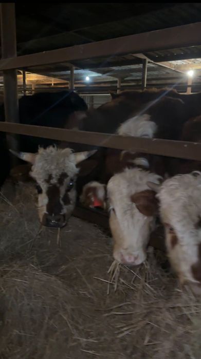 Бычки  11  голов