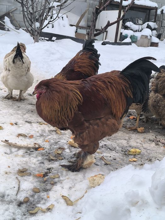 Куры молодые породы брама и помесь