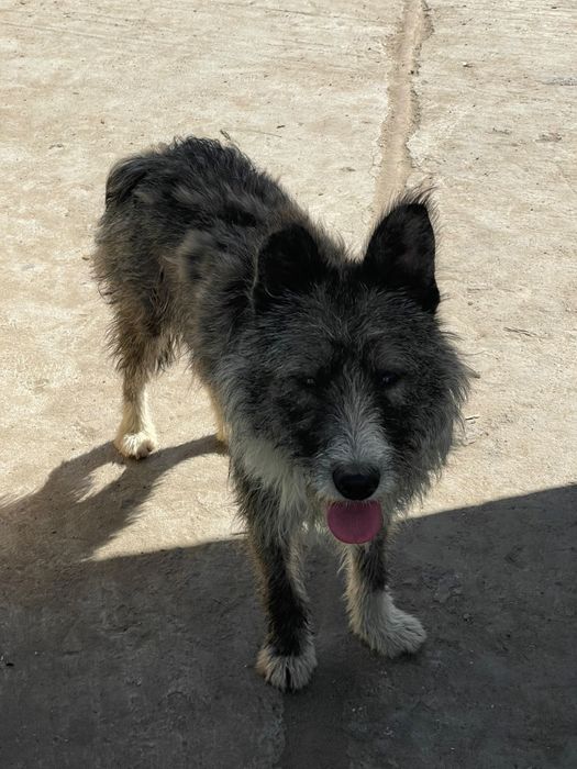 Ofer spre adoptie 3 pui de caine