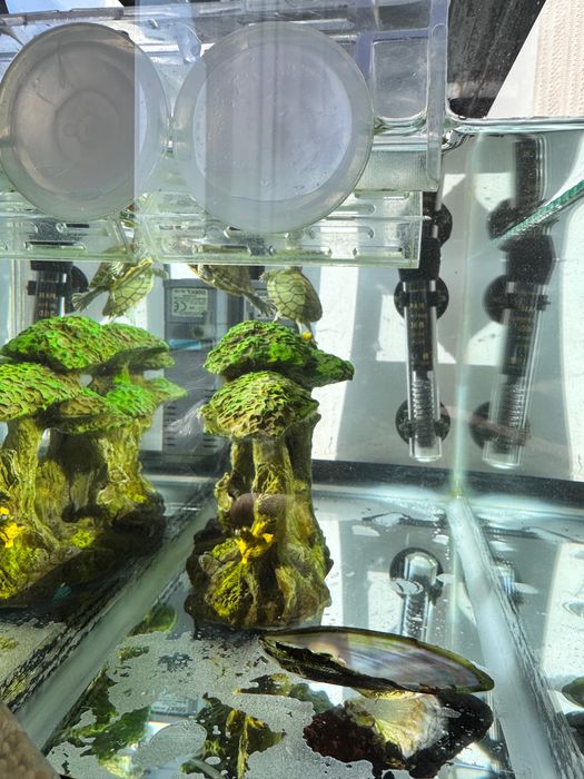 Черепашки с аквариумом+ фильтр, обогреватель