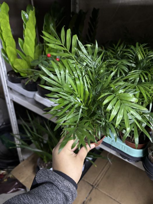 Цветы комбо из 10шт