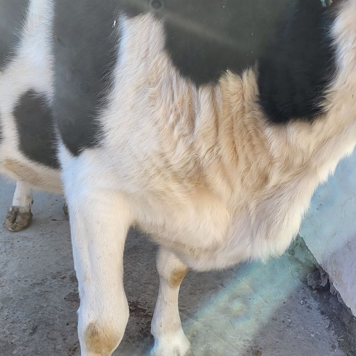 Сиыр.  Семиз. Бордакы