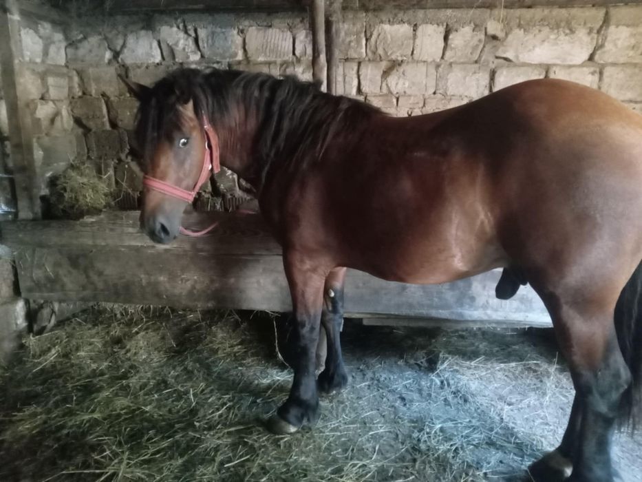 Manz de vanzare  in Odoreu