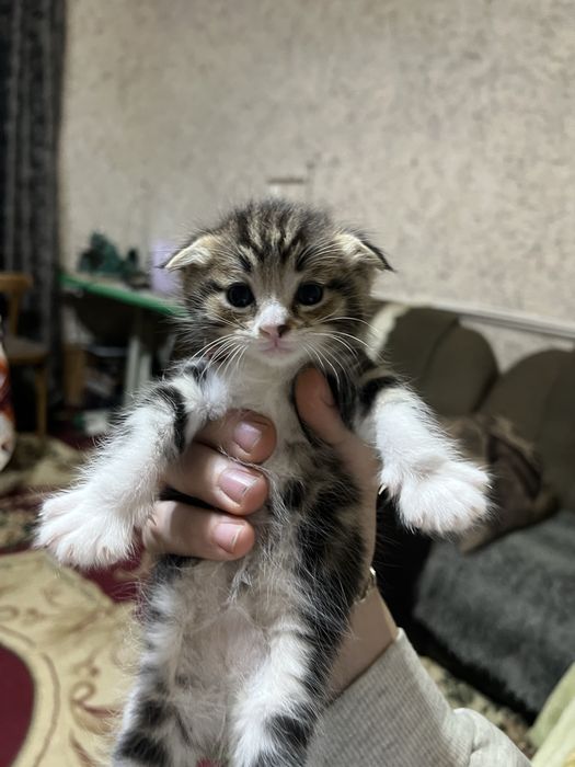 Продается Вислоухохий скотиш фолд
