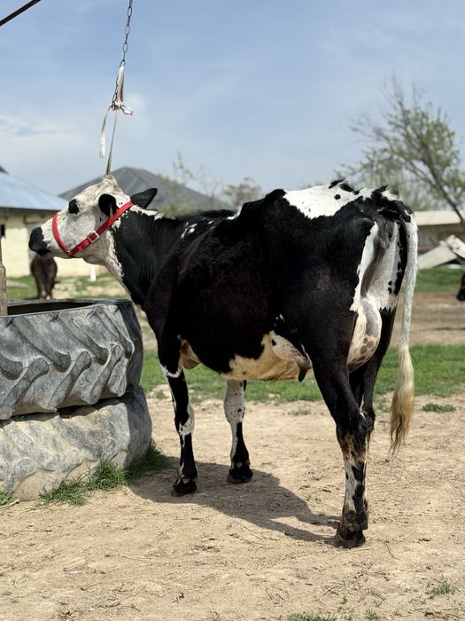 Сүтті бұзаулы сиыр