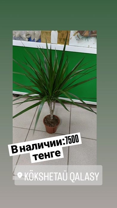 Драцена:7500 тенге