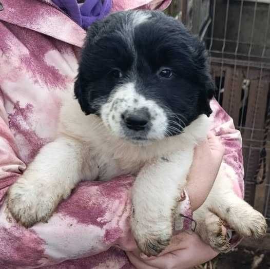 Български овчарски кутрета с родословие