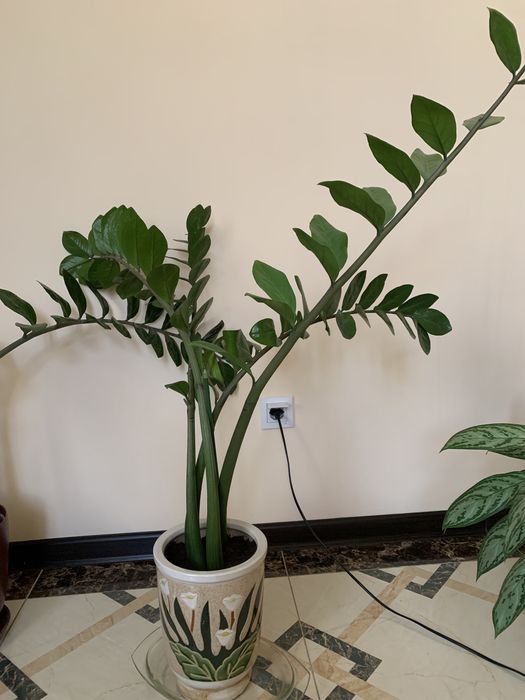 Комнатный цветок