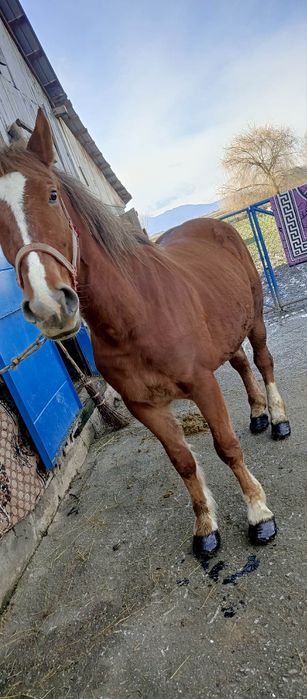 Iapă bună de ham teri ani