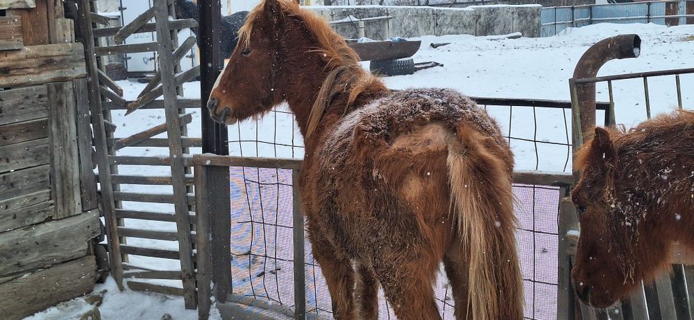 Продам лошадей две головы