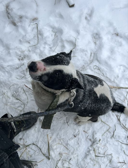 Отдам собаку бесплатно