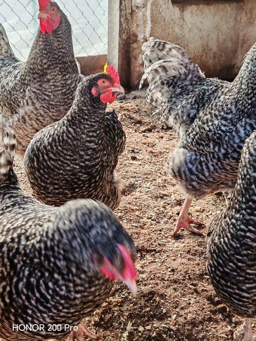 Разплодни яйца от Мехелен