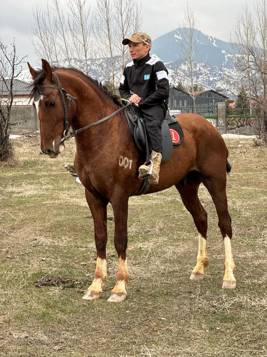 Продам срочно хорошего коня