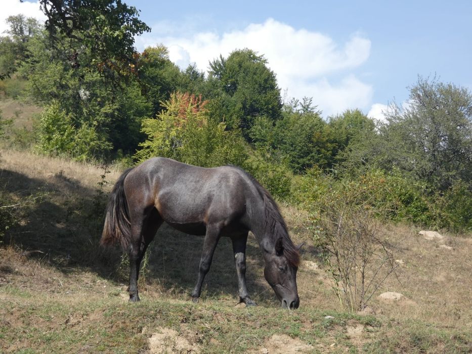 Mânză de 1 an și 3 luni