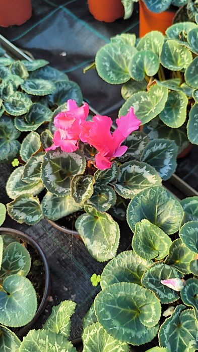 Продам цикламен оптом