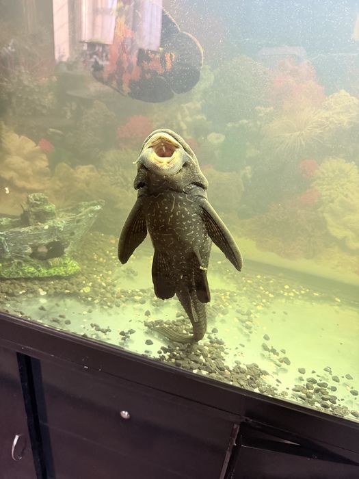 Аквариумная рыбка цихлиды