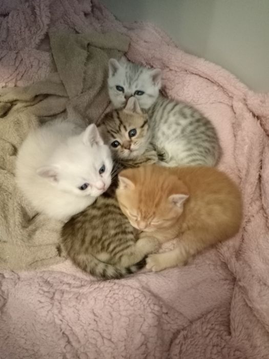 Британский котята