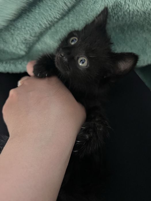 Котенок девочка приученный к лотку