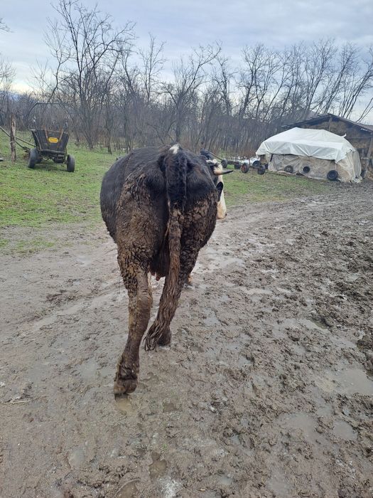 Vaci de vanzare tinere