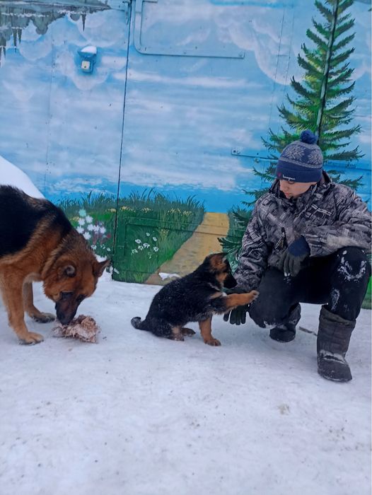 Продам чистокровную Овчарку девочка