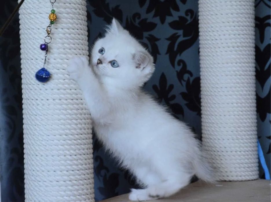 Продается котята серебристая шиншила