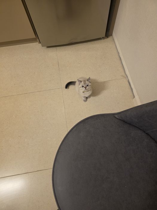 Продаю котенка...