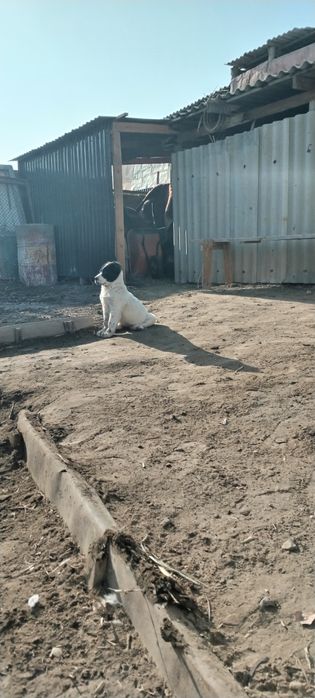 Қарабас немересі