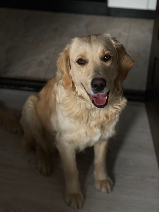 Золотистый Ретривер ищем новый дом